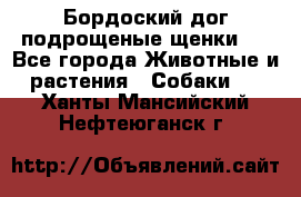 Бордоский дог подрощеные щенки.  - Все города Животные и растения » Собаки   . Ханты-Мансийский,Нефтеюганск г.